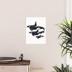 Orca (Orcinus orca) Poster Gallery Image 2