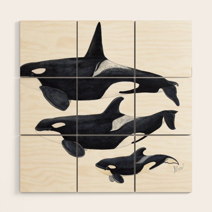 Orca (Orcinus orca) Wood Wall Art Gallery Image 1