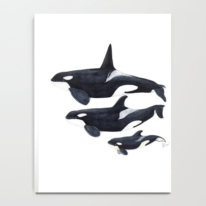 Orca (Orcinus orca) Notebook Gallery Image 4