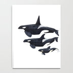 Orca (Orcinus orca) Notebook Gallery Image 4