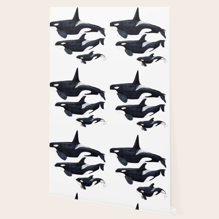 Orca (Orcinus orca) Wallpaper Gallery Image 2