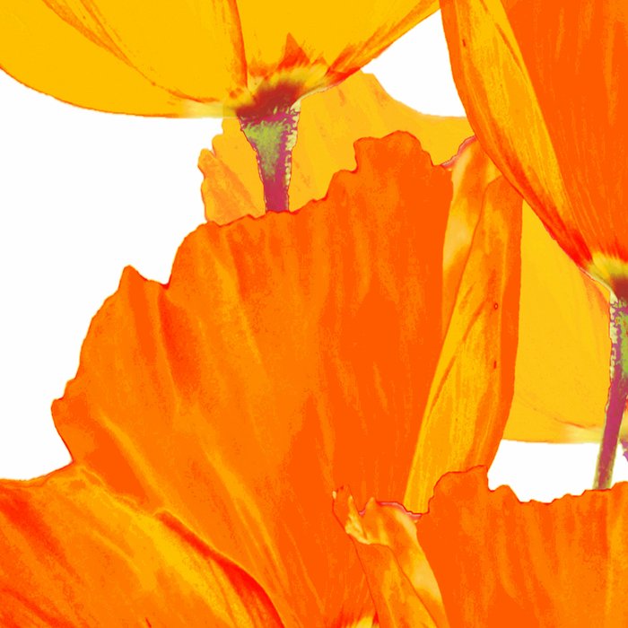 Orange and Yellow Poppies On A White Background #decor #society6 #buyart Coffee Mug Gallery Image 2
