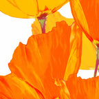 Orange and Yellow Poppies On A White Background #decor #society6 #buyart Coffee Mug Gallery Image 2