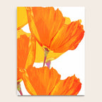 Orange and Yellow Poppies On A White Background #decor #society6 #buyart Notebook Gallery Image 4