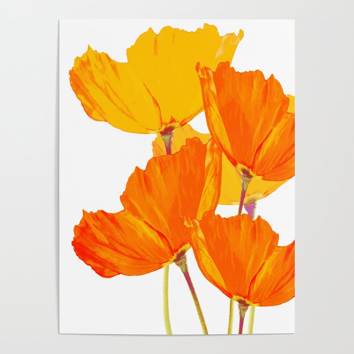 Orange and Yellow Poppies On A White Background #decor #society6 #buyart Poster Gallery Image 1