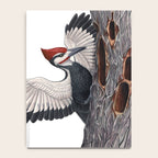 Pileated Woodpecker Notebook Gallery Image 4