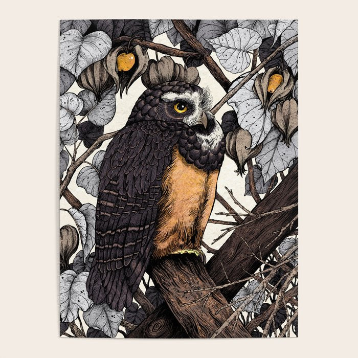Spectacled Owl Poster Gallery Image 4