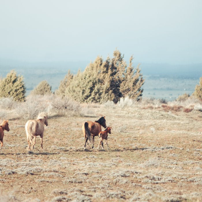 Oregon Wilderness Horses Coffee Mug Gallery Image 2