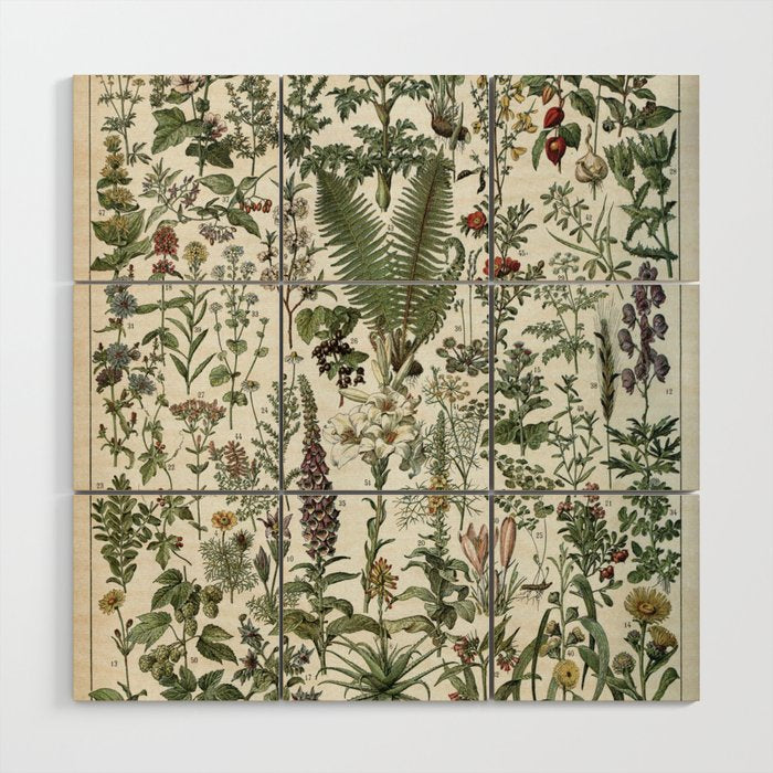 Medicinal PlantsVintage  Illustration Wood Wall Art Gallery Image 1