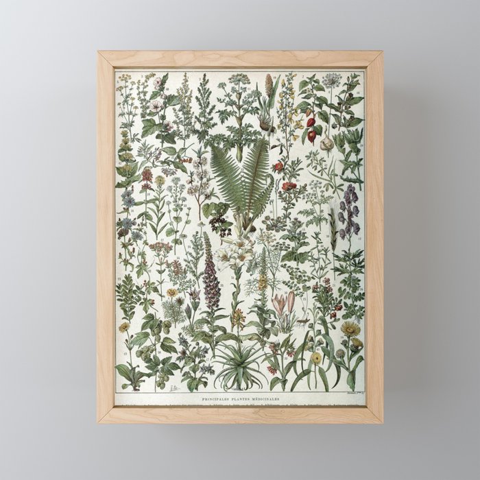 Medicinal PlantsVintage  Illustration Mini Art Print Gallery Image 1