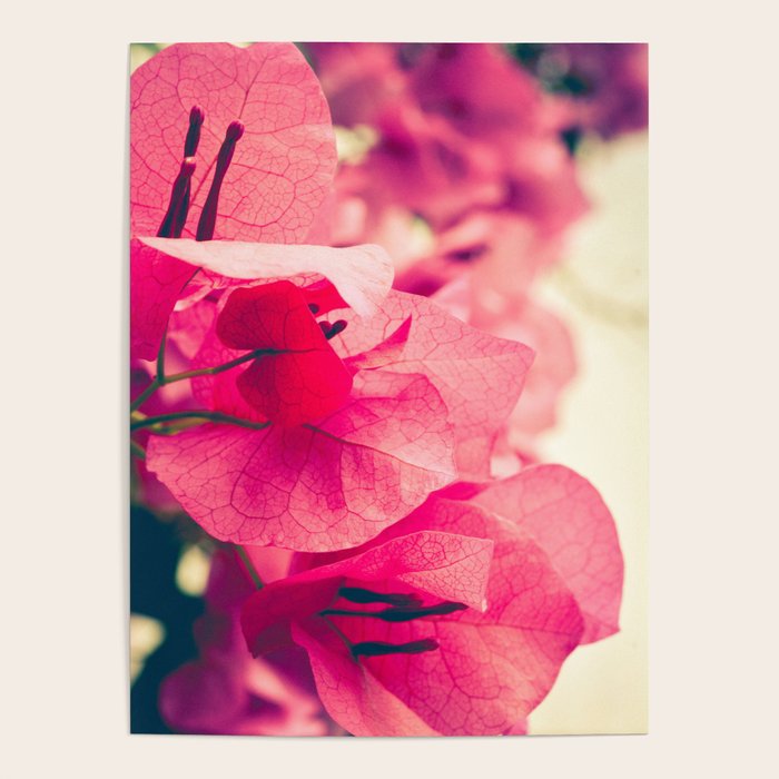 Happy Pink Flowers Poster Gallery Image 4