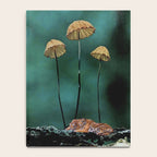 Resting Tigers Notebook Gallery Image 4