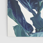Fiddle Leaf Fig Plant - Fine Art Photography Poster Gallery Image 3