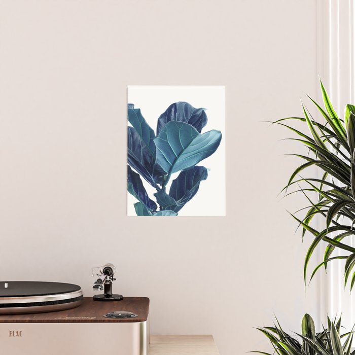 Fiddle Leaf Fig Plant - Fine Art Photography Poster Gallery Image 2