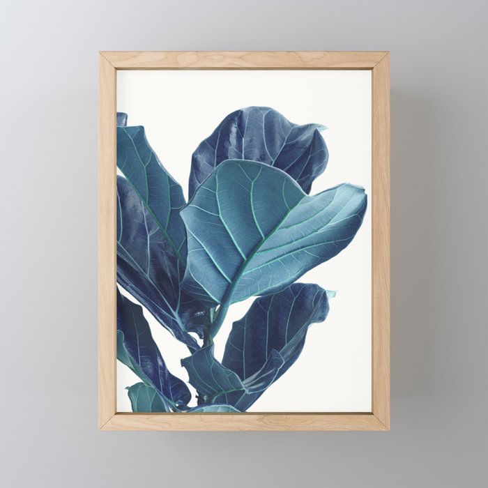 Fiddle Leaf Fig Plant - Fine Art Photography Mini Art Print Gallery Image 1