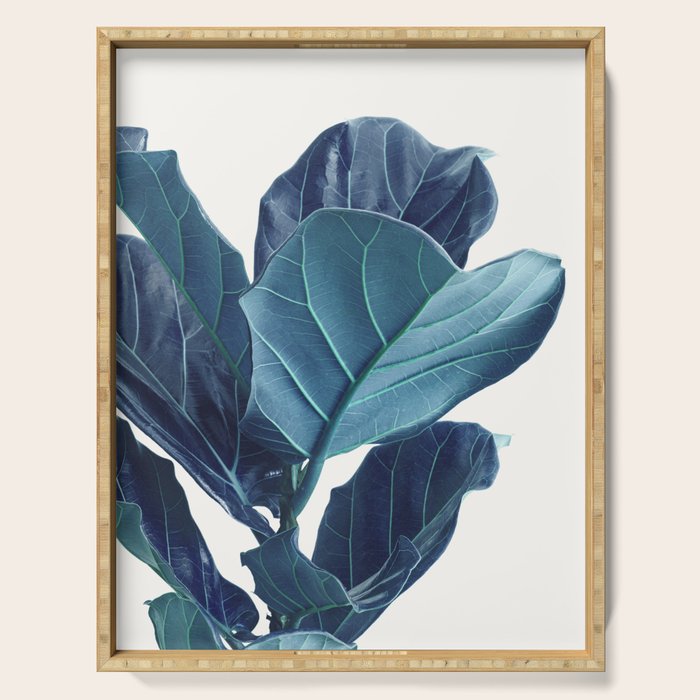 Fiddle Leaf Fig Plant - Fine Art Photography Serving Tray Gallery Image 1