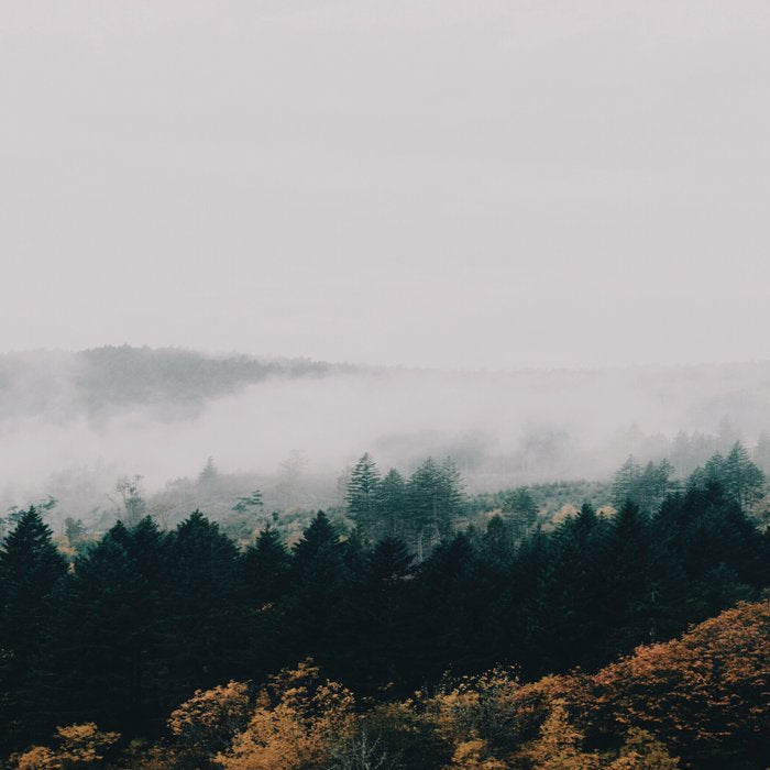Forest Fog Coffee Mug Gallery Image 2