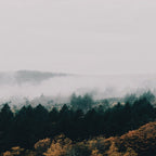 Forest Fog Coffee Mug Gallery Image 2