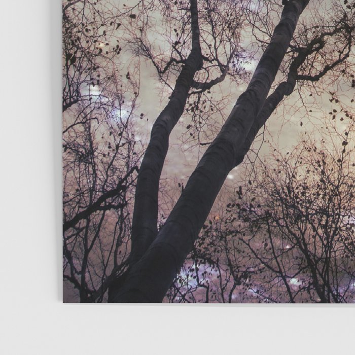 Starry Sky in the Forest Poster Gallery Image 3