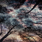 Starry Sky in the Forest Coffee Mug Gallery Image 2