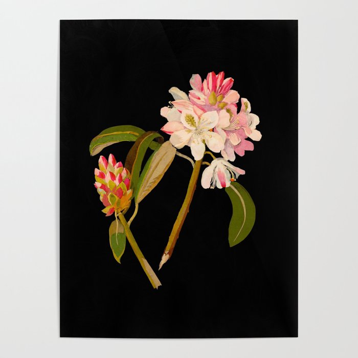 Rhododendron Maximum  by Mary Delany Paper Collage Floral Flower Botanical Paper Mosaic Vintage Scientific Plant Anatomy Poster Gallery Image 4