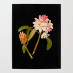 Rhododendron Maximum  by Mary Delany Paper Collage Floral Flower Botanical Paper Mosaic Vintage Scientific Plant Anatomy Poster Gallery Image 4