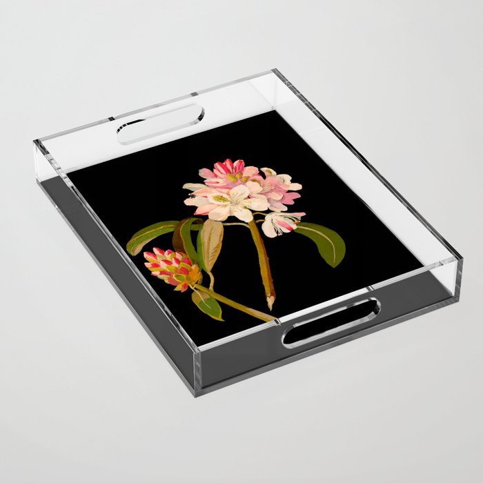 Rhododendron Maximum  by Mary Delany Paper Collage Floral Flower Botanical Paper Mosaic Vintage Scientific Plant Anatomy Acrylic Tray Gallery Image 1