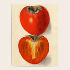 Vintage Plum Tomato Illustration Poster Gallery Image 4
