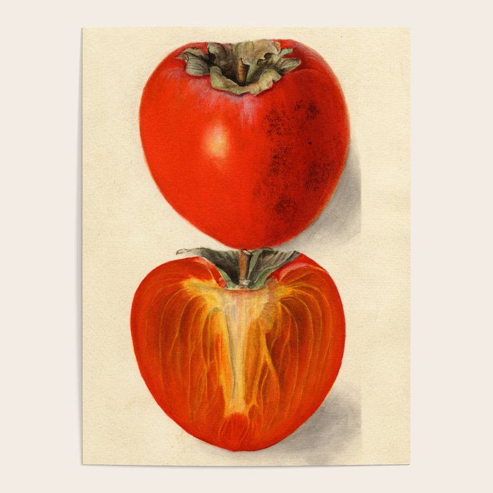 Vintage Plum Tomato Illustration Poster Gallery Image 4