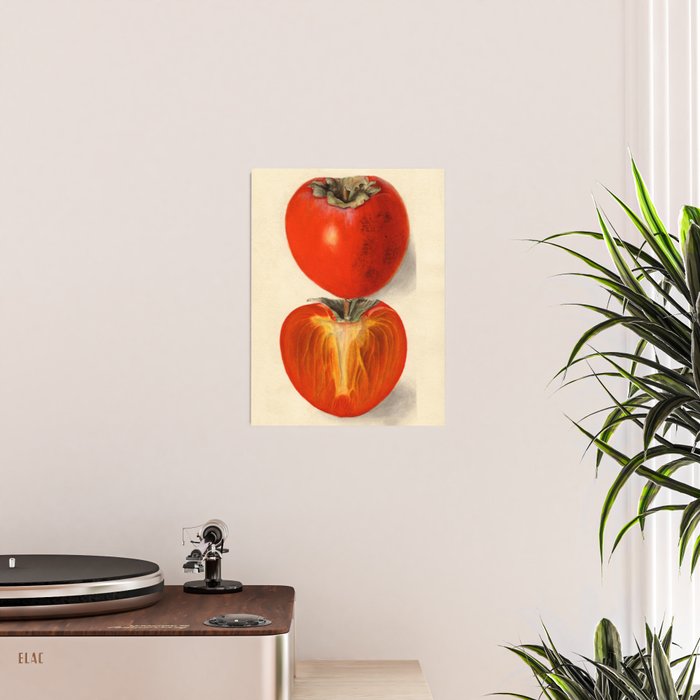 Vintage Plum Tomato Illustration Poster Gallery Image 2