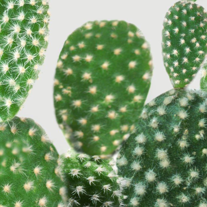 Cactus II Coffee Mug Gallery Image 2
