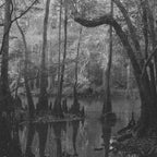 Florida Swamp Coffee Mug Gallery Image 2