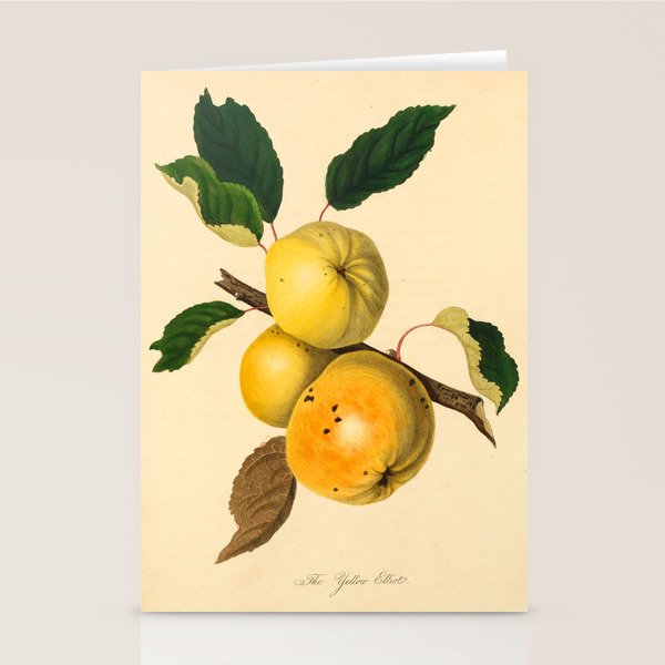 The Yellow Elliot Apple (1811) Stationery Card Gallery Image 2