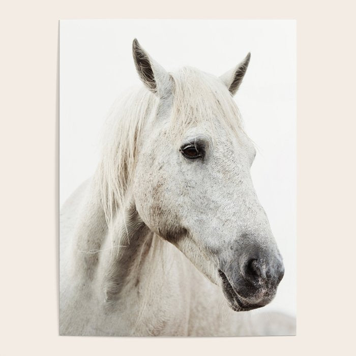 White Horse | Animal Art Print | Nature Photography Poster Gallery Image 1