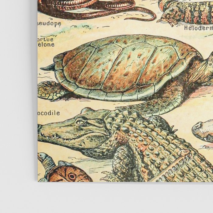 Reptiles II by Adolphe Millot // XL 19th Century Snakes Lizards Alligators Science Textbook Artwork Poster Gallery Image 3