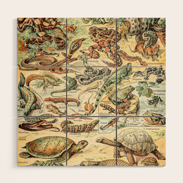 Reptiles II by Adolphe Millot // XL 19th Century Snakes Lizards Alligators Science Textbook Artwork Wood Wall Art Gallery Image 1