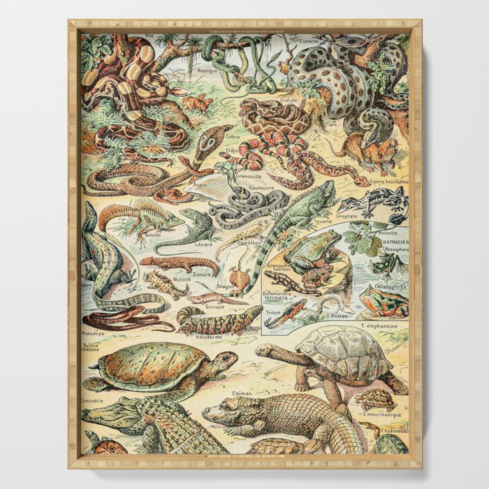 Reptiles II by Adolphe Millot // XL 19th Century Snakes Lizards Alligators Science Textbook Artwork Serving Tray Gallery Image 1