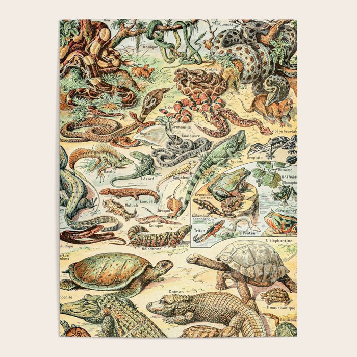 Reptiles II by Adolphe Millot // XL 19th Century Snakes Lizards Alligators Science Textbook Artwork Poster Gallery Image 4