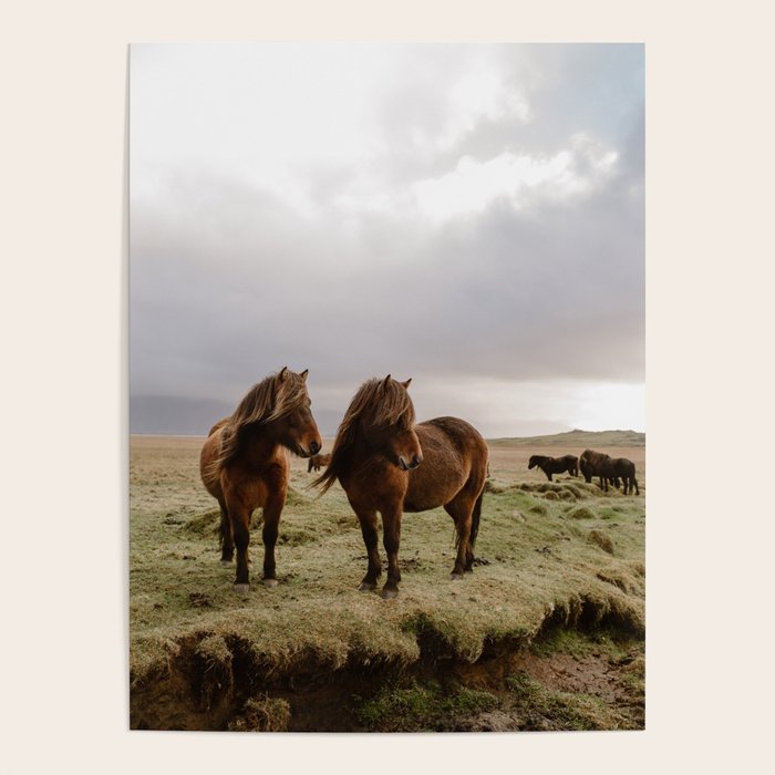 Two Icelandic Ponies Poster Gallery Image 4