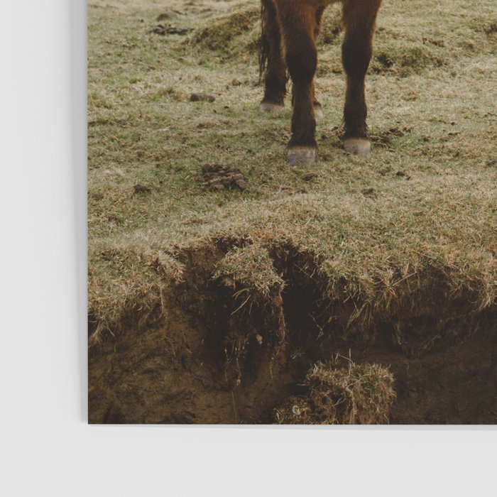 Two Icelandic Ponies Poster Gallery Image 3