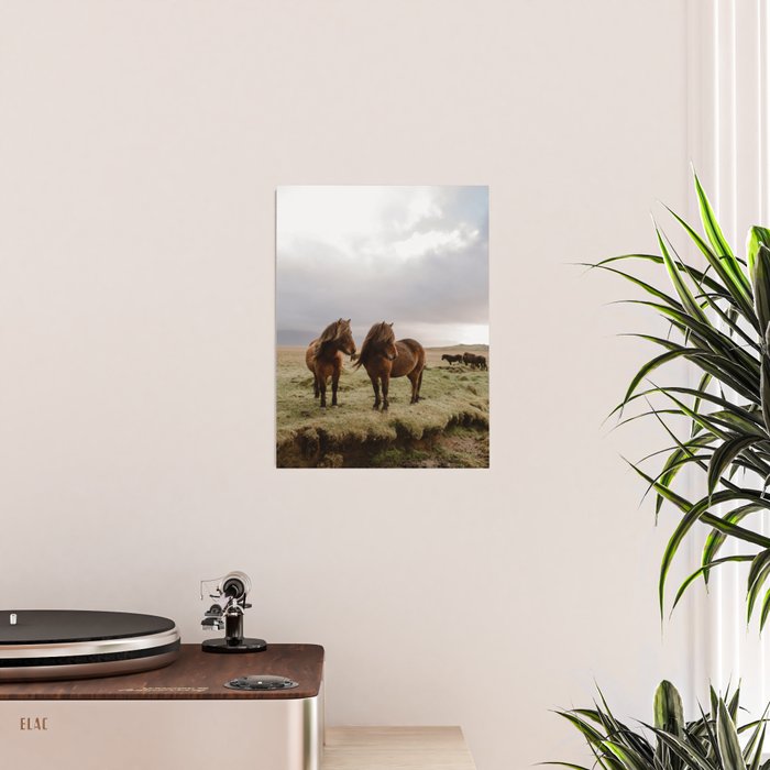 Two Icelandic Ponies Poster Gallery Image 2