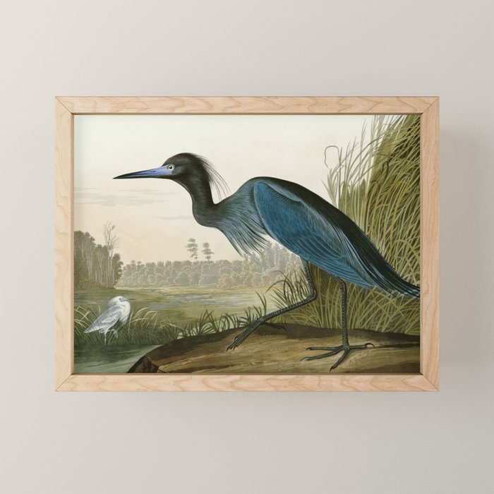 Little Blue Heron - John James Audubon's Birds of America Print Mini Art Print Gallery Image 1