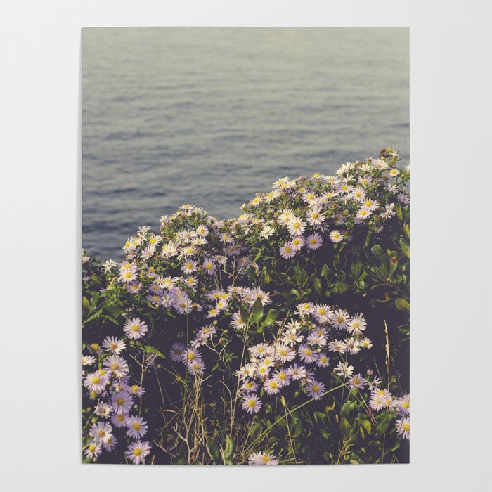 autumn asters by the sea - wildflower botanical photograph Poster Gallery Image 1