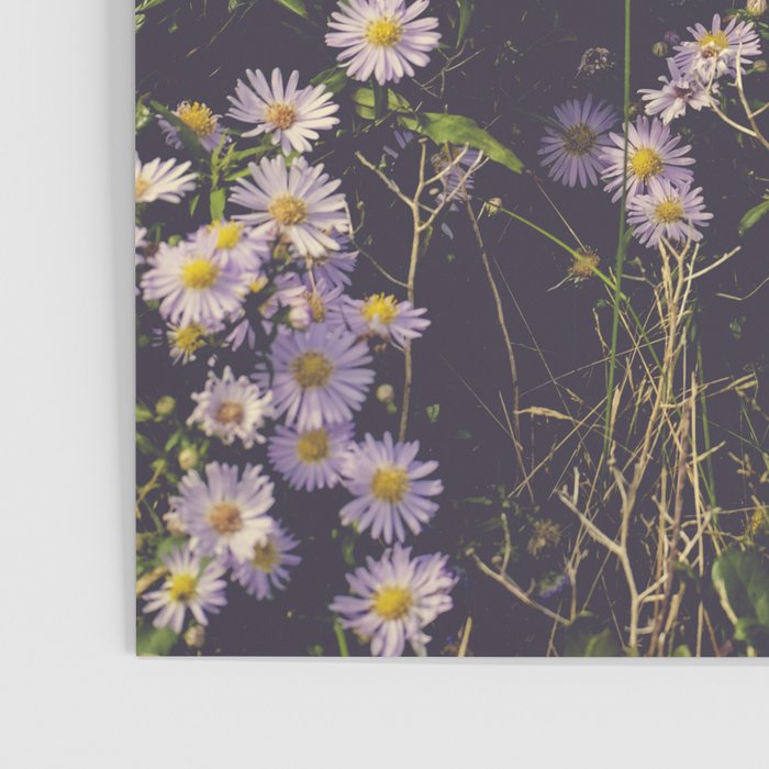 autumn asters by the sea - wildflower botanical photograph Poster Gallery Image 3