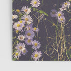 autumn asters by the sea - wildflower botanical photograph Poster Gallery Image 3