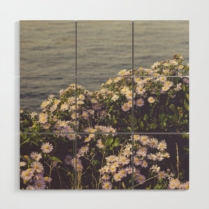 autumn asters by the sea - wildflower botanical photograph Wood Wall Art Gallery Image 1
