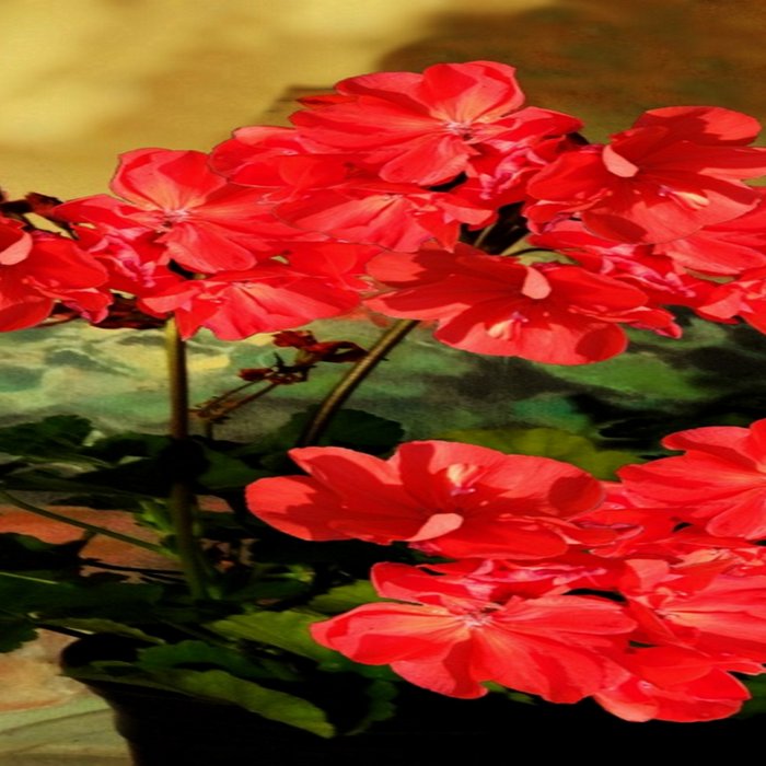 Decorative Red Geraniums  Floral Still Life Art Coffee Mug Gallery Image 2