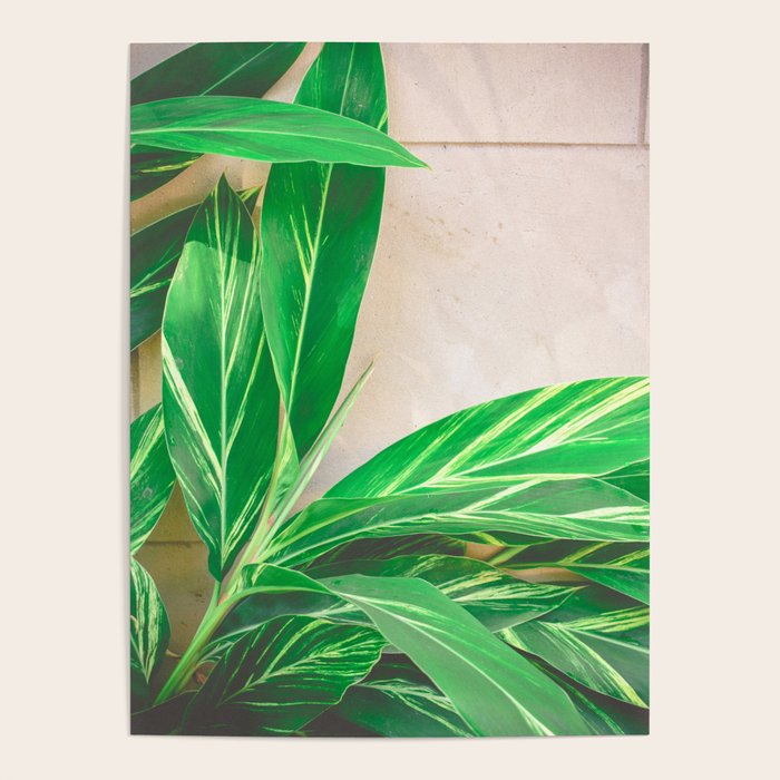 Lush Poster Gallery Image 4