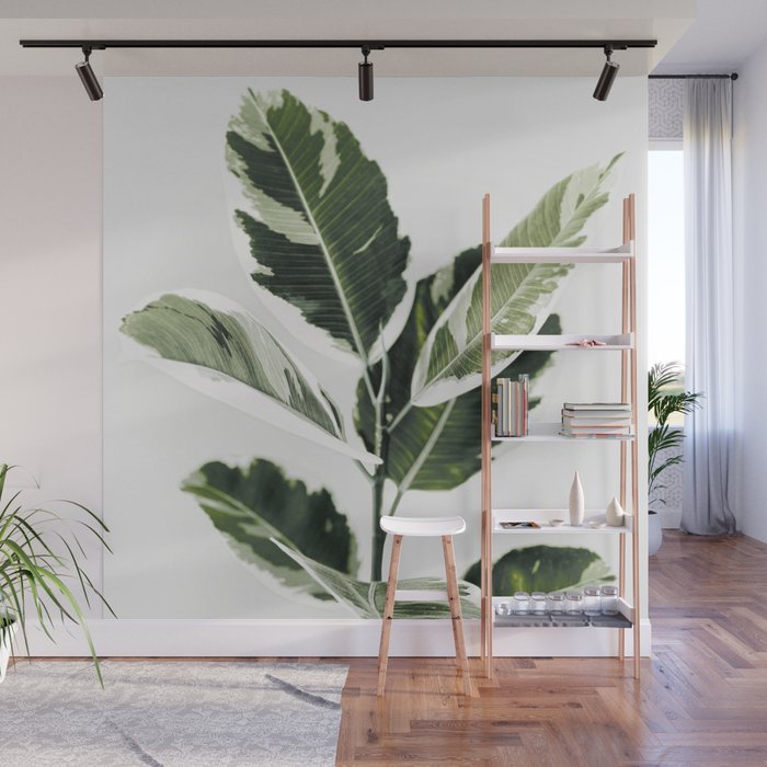 Ficus  Wall Mural Gallery Image 1