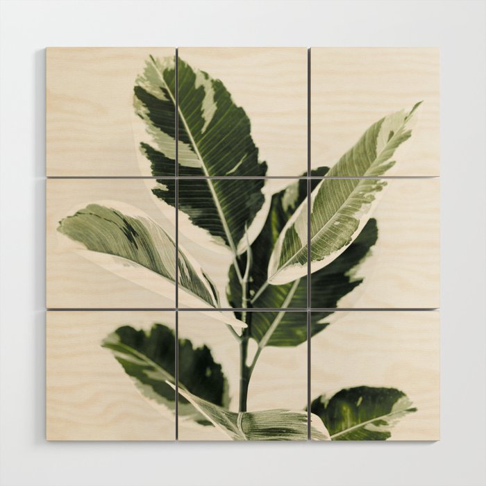 Ficus  Wood Wall Art Gallery Image 1